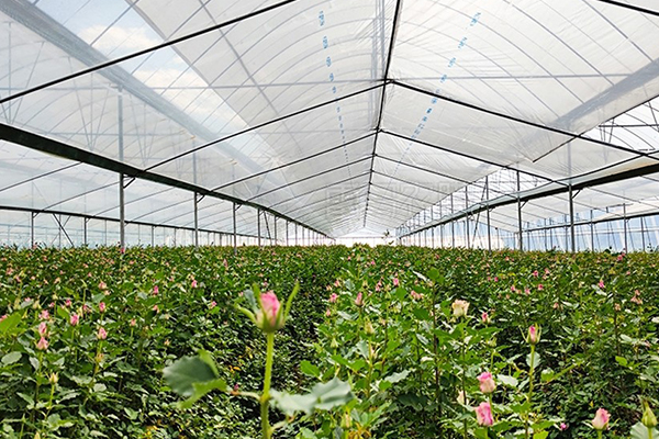 無土栽培，無土栽培技術，無土栽培設備