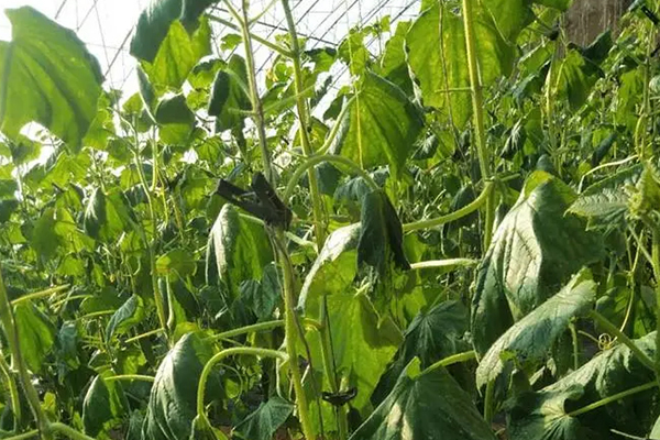 無土栽培，無土栽培技術(shù)，無土栽培設(shè)備