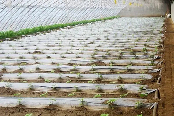 無土栽培，無土栽培技術，無土栽培設備