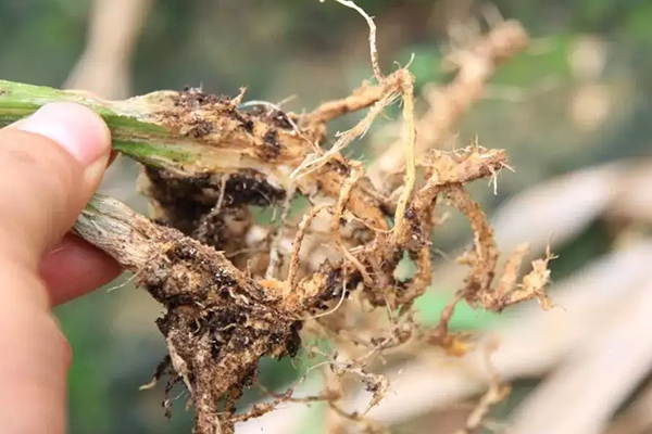 無土栽培，無土栽培技術(shù)，無土栽培設(shè)備