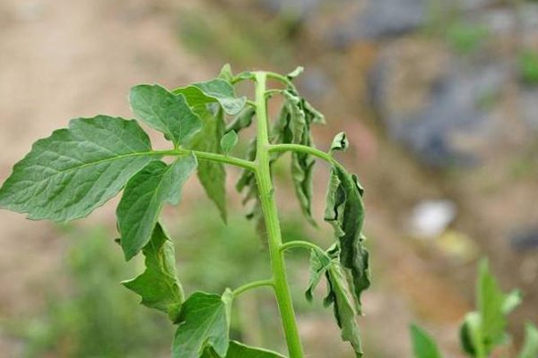 無土栽培，無土栽培技術(shù)，無土栽培設(shè)備