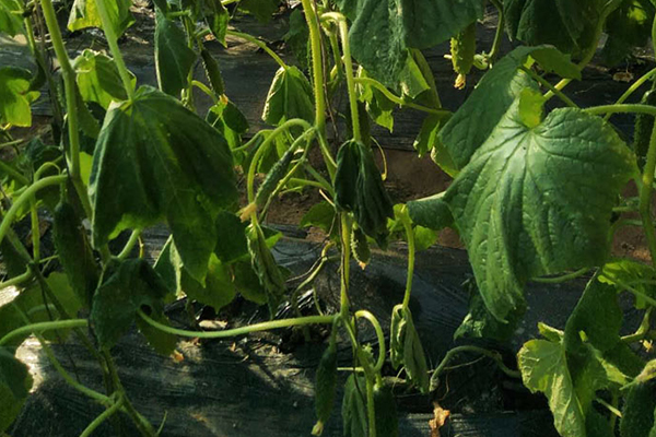 無土栽培，無土栽培技術(shù)，無土栽培設(shè)備