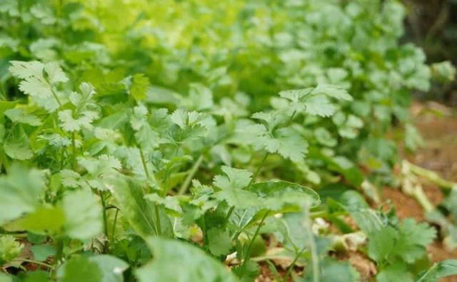 無土栽培，無土栽培技術，無土栽培設備