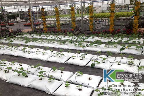 袋式無土栽培，無土栽培，基質栽培