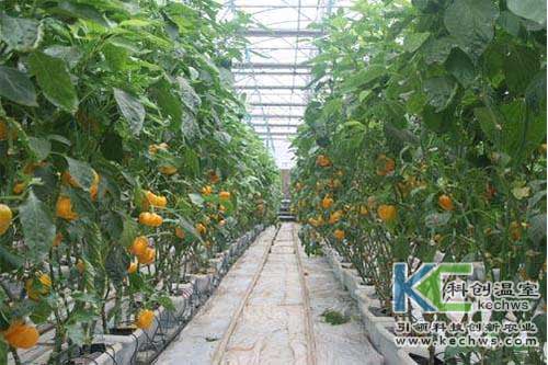 無土栽培，無土栽培技術(shù)，無土栽培設(shè)備