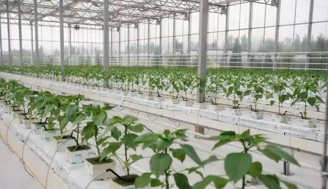 無土栽培，無土栽培技術(shù)，無土栽培設(shè)備