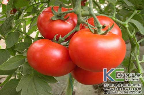 無土栽培，無土栽培技術，無土栽培設備