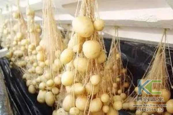 無土栽培，無土栽培技術，無土栽培設備