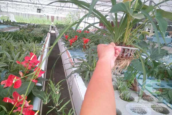 無土栽培，無土栽培技術，無土栽培設備