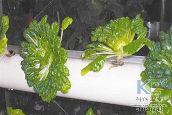 無土栽培，無土栽培技術(shù)，無土栽培設(shè)備