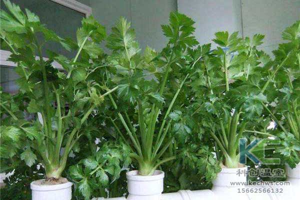 無土栽培，無土栽培技術，無土栽培設備