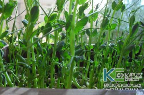 無土栽培，無土栽培技術，無土栽培設備