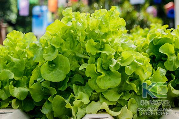 無土栽培，無土栽培技術，無土栽培設備