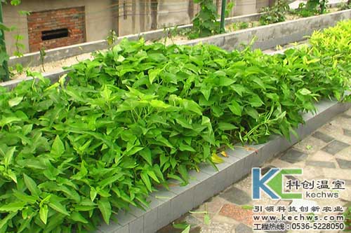 無土栽培，無土栽培技術(shù)，無土栽培設(shè)備