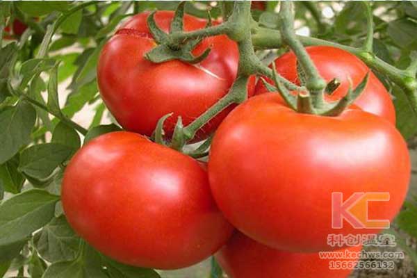 無土栽培，無土栽培技術，無土栽培設備