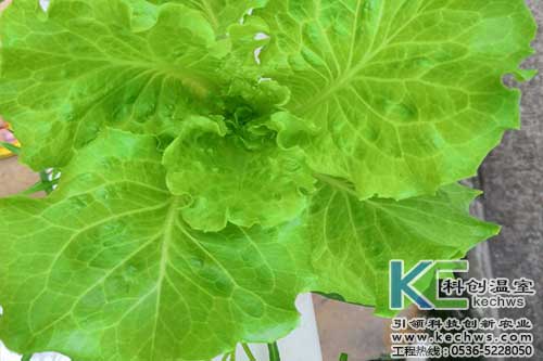 無土栽培，無土栽培技術(shù)，無土栽培設(shè)備