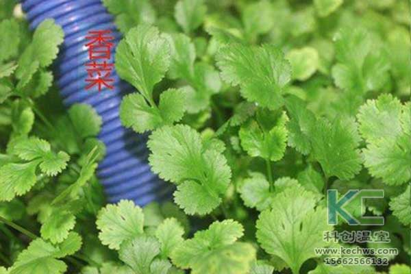 無(wú)土栽培，無(wú)土栽培技術(shù)，無(wú)土栽培設(shè)備