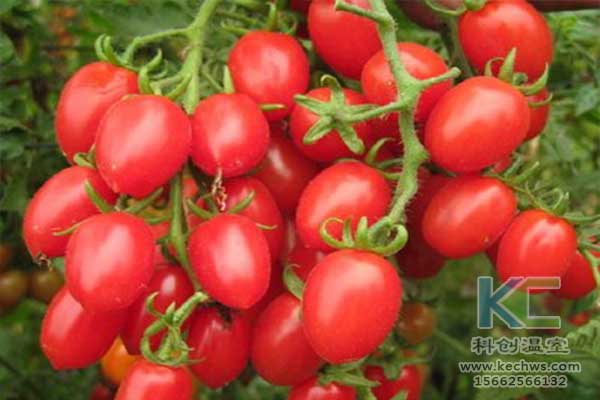 無土栽培，無土栽培技術，無土栽培設備