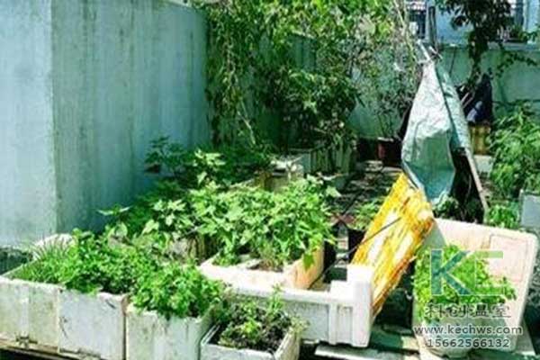 無土栽培，無土栽培技術，無土栽培設備