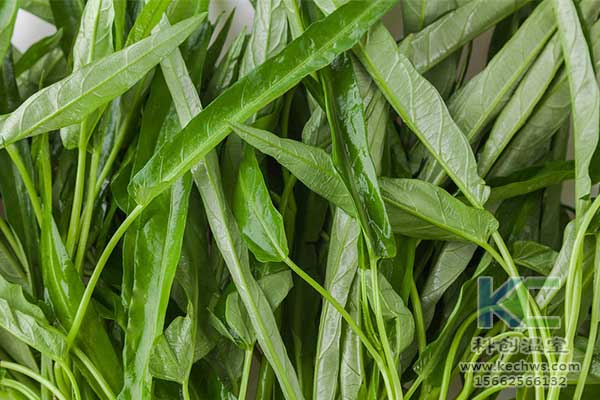 無土栽培，無土栽培技術