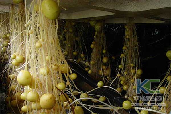 無土栽培，無土栽培技術，無土栽培設備