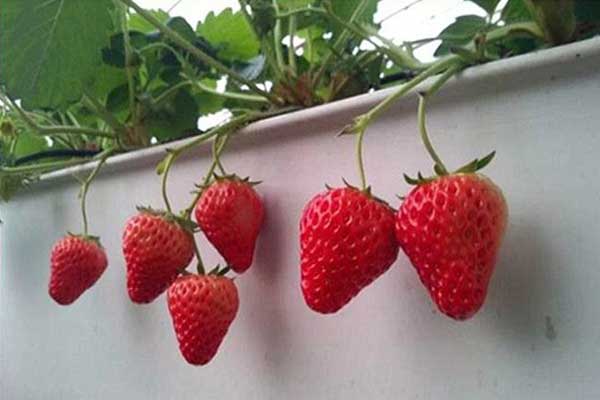 無(wú)土栽培，無(wú)土栽培技術(shù)，無(wú)土栽培設(shè)備