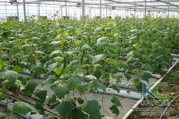 無(wú)土栽培，無(wú)土栽培技術(shù)，無(wú)土栽培設(shè)備