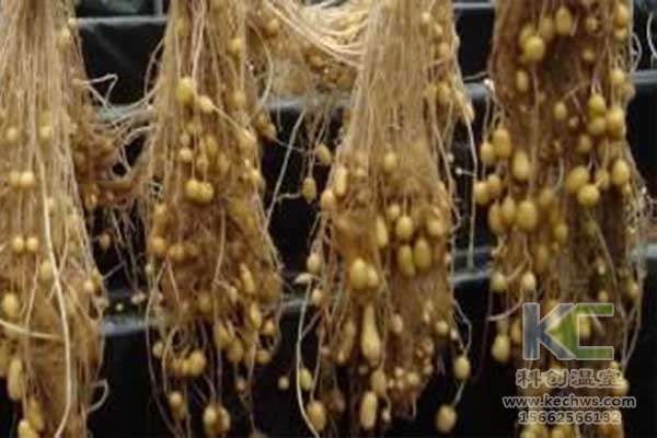 無土栽培，無土栽培技術，無土栽培設備