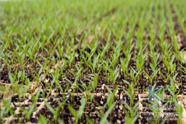 無土栽培，無土栽培技術(shù)，無土栽培設備