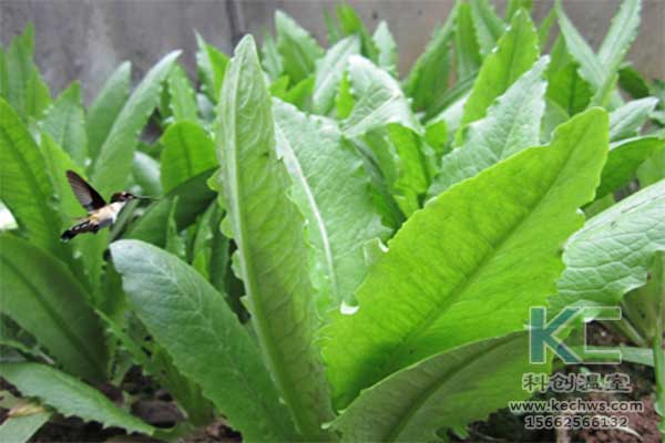 無(wú)土栽培，無(wú)土栽培技術(shù)