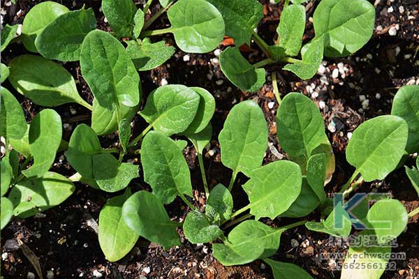 無土栽培，無土栽培技術，無土栽培設備