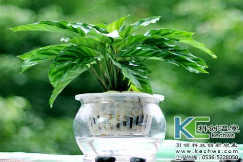 無土栽培，無土栽培技術(shù)，無土栽培設(shè)備