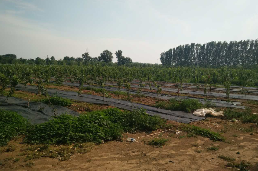 無土栽培,無土栽培技術(shù),無土栽培設(shè)備