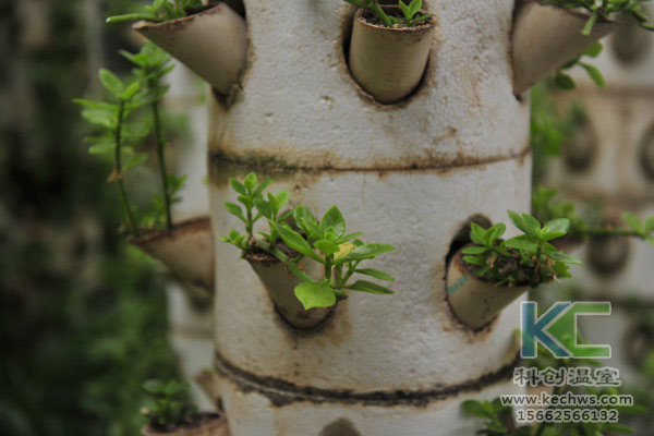 無土栽培,無土栽培技術(shù),無土栽培設(shè)備