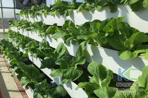 無土栽培,無土栽培技術(shù),無土栽培設(shè)備