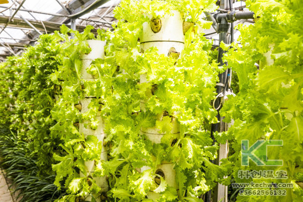 無土栽培,無土栽培技術,無土栽培設備