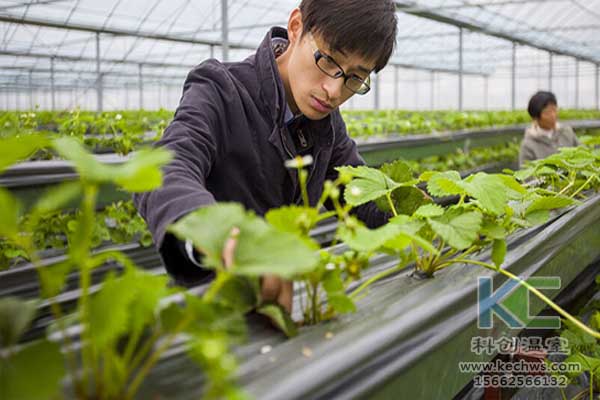 無土栽培技術,無土栽培設備,魚菜共生,溫室大棚
