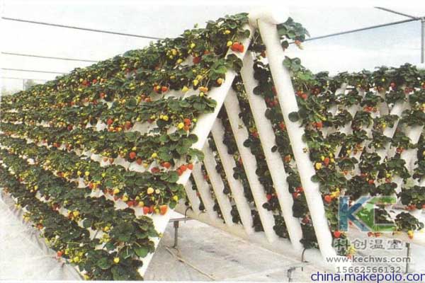 無土栽培，無土栽培技術，無土栽培設備，蔬菜栽培