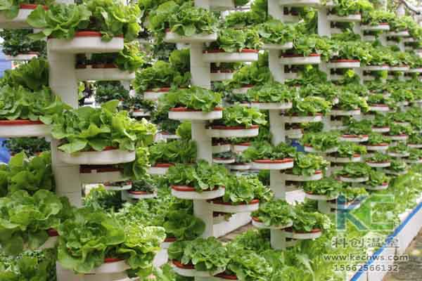 無土栽培技術，無土栽培，溫室大棚，基質栽培