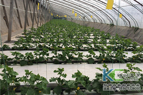 無土栽培，無土栽培技術，無土栽培設備