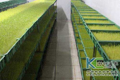 無土栽培，無土栽培技術，無土栽培設備