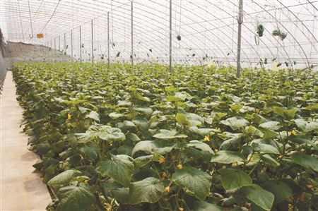 無土栽培,無土栽培技術,無土栽培設備