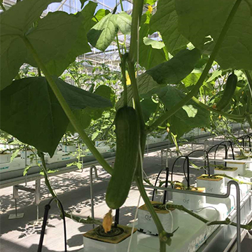 無土栽培，無土栽培技術，無土栽培設備