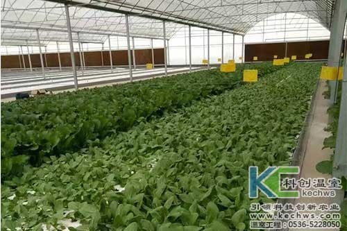 無土栽培,無土栽培技術,無土栽培設備