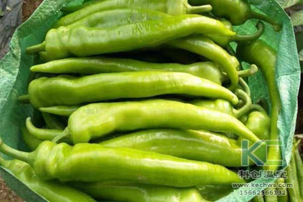 無土栽培，無土栽培技術(shù)，無土栽培設(shè)備