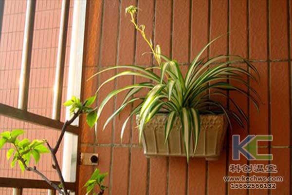 無土栽培，無土栽培技術，無土栽培設備