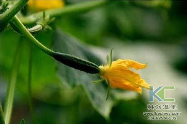 無土栽培，無土栽培技術(shù)，無土栽培設(shè)備