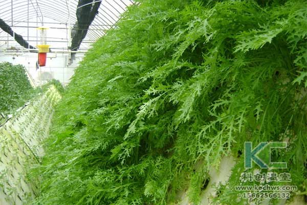 無土栽培，無土栽培技術，無土栽培設備