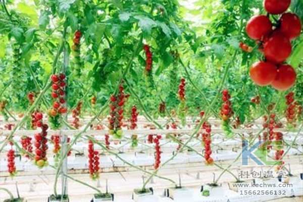 無土栽培，無土栽培技術，無土栽培設備