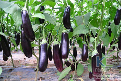 無土栽培,無土栽培技術,無土栽培設備